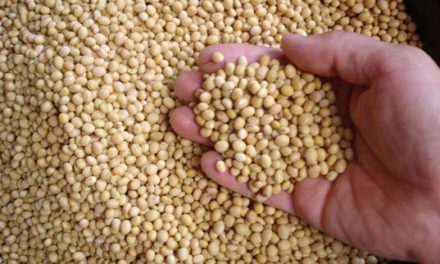 Biodiesel and Renewable Diesel Producers Prepare for Thanksgiving Harvest