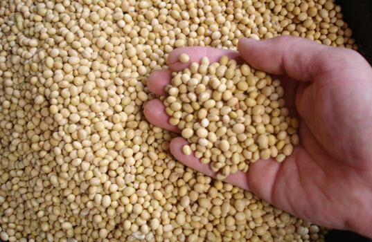 Biodiesel and Renewable Diesel Producers Prepare for Thanksgiving Harvest