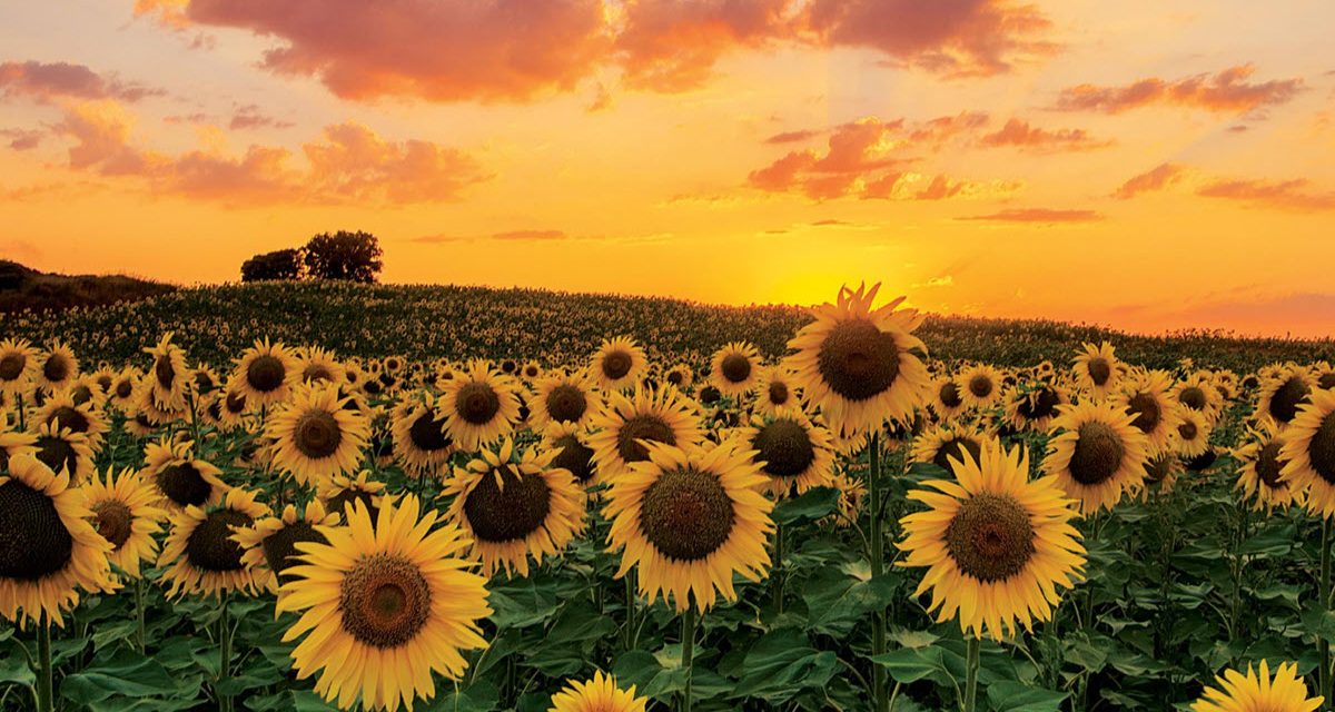 Choosing Alternative Fuels