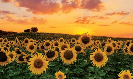 Choosing Alternative Fuels