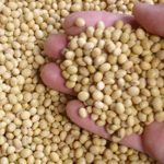 Study: California’s Soybean ILUC Values are Outdated