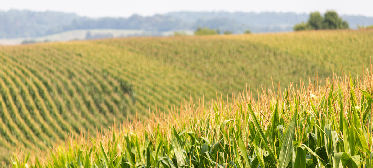 U.S. Fuel Ethanol Exports Rise