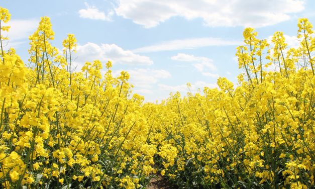 Clean Fuels Commends USDA on Interim Rule for Climate Smart Ag