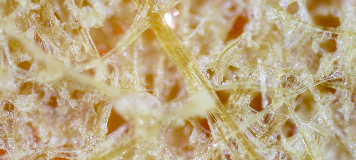 Clean Fuels Asks EPA to Pause 2024 Cellulosic Waiver Proposal